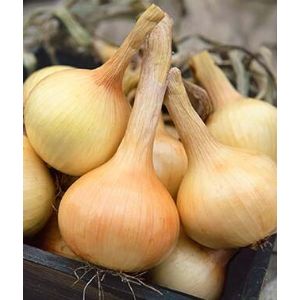 Onion - Walla Walla